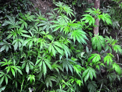 Polyploid cannabis - what is it and what are its features?