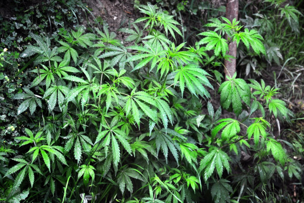 Polyploid cannabis - what is it and what are its features?