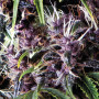 Cannabis seed variety Auto Purple Feminised Gold