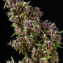 Cannabis seed variety Purple Paro Valley