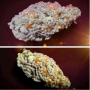 Семена конопли Orange Bud 2.0® NEW! от Dutch Passion