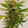 Cannabis seed variety Sour Diesel Feminised Silver