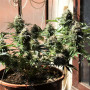 Cannabis seed variety Auto Super Skunk Feminised Silver