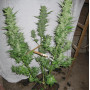 Cannabis seed variety Auto Sweet Mango Feminised Silver