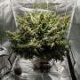 Cannabis seed variety Auto Sweet Tooth Feminised Silver