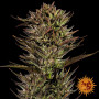 Семена конопли Thin Mint x Sour Pinot Auto от Barney's Farm