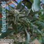 Cannabis seed variety White Russian Feminised