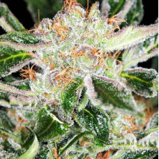 White Widow