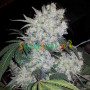 Сорт семян каннабиса White Widow Feminised Silver