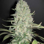 Сорт семян каннабиса Auto Super Bud Feminised Silver