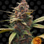 Cannabis seeds AYAHUASCA PURPLE from Barney's Farm