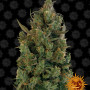 Cannabis seeds BLUEBERRY CHEESE from Barney's Farm