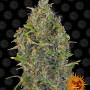 Cannabis seeds CRITICAL KUSH AUTO from Barney's Farm