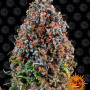 Cannabis seeds CRITICAL KUSH from Barney's Farm