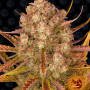 Cannabis seeds DOS SI DOS AUTO from Barney's Farm
