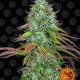 Cannabis seeds LSD AUTO from Barney's Farm