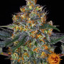 Cannabis seeds MOBY DICK AUTO from Barney's Farm