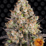 Cannabis seeds OG KUSH from Barney's Farm