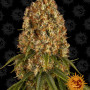 Cannabis seeds ORANGE SHERBERT from Barney's Farm
