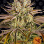 Cannabis seeds PINEAPPLE EXPRESS from Barney's Farm