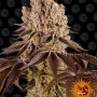 Cannabis seeds PURPLE PUNCH from Barney's Farm