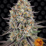Cannabis seeds SOUR STRAWBERRY from Barney's Farm