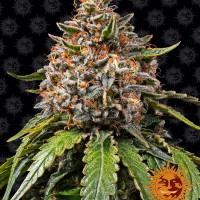 WHITE WIDOW XXL