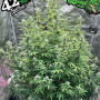 Семена конопли Original AUTO BIG BUD от Fast Buds
