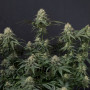Cannabis seeds TROPICANA Cookies_FF from Fast Buds
