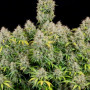 Семена конопли Original AUTO CINDERELLA от Fast Buds
