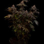 Семена конопли LEMON CHERRY RUNTZ ™ от Fast Buds