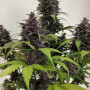 Семена конопли PURPLE HAZE Auto™ от Fast Buds