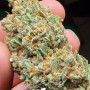 Семена конопли Z Auto (Zkittlez Auto) от Fast Buds