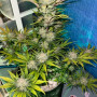 Семена конопли Original AUTO CINDERELLA от Fast Buds