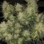 Семена конопли Original AUTO CHEMDAWG от Fast Buds