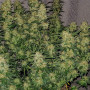 Семена конопли LEMON AK Auto от Fast Buds