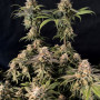 Семена конопли RAINBOW MELON ™ от Fast Buds