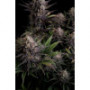 Семена конопли GG4 ™ (Gorilla Glue) от Fast Buds