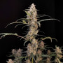 Cannabis seeds Original CRITICAL Auto from Fast Buds
