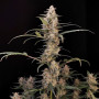Семена конопли Original AUTO CRITICAL от Fast Buds
