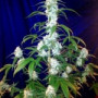 Семена конопли West Coast O.G. Auto от Fast Buds
