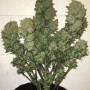 Семена конопли West Coast O.G. Auto от Fast Buds