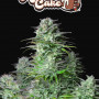 Семена конопли KOSHER CAKE Auto от Fast Buds