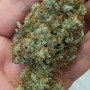 Семена конопли Original AUTO BLUEBERRY от Fast Buds