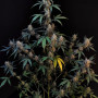 Cannabis seeds Original AUTO BUBBLEGUM from Fast Buds