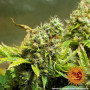 Cannabis seeds ACAPULCO GOLD from Barney's Farm