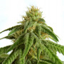 Cannabis seed variety Afrodite