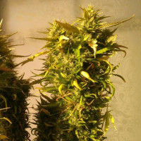 Auto AK-47 Feminised Gold