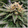 Cannabis seed variety Amnesia Feminised Silver