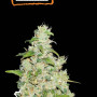 Cannabis seed variety Amnesia Feminised Silver